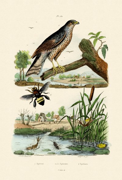 Eurasian Sparrowhawk by French School